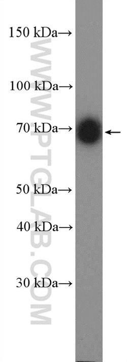 p75NTR Rabbit anti-Human, Mouse, Rat, Polyclonal, Proteintech:Antibodies:Primary