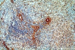p75NTR Rabbit anti-Human, Mouse, Rat, Polyclonal, Proteintech:Antibodies:Primary