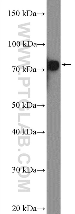 p75NTR Rabbit anti-Human, Mouse, Rat, Polyclonal, Proteintech:Antibodies:Primary