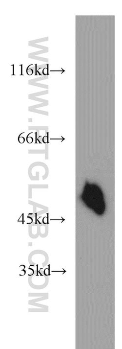 Synaptotagmin-12 Rabbit anti-Human, Mouse, Rat, Polyclonal, Proteintech 150 &mu;L | Buy Online | Proteintech Group Inc | Fisher Scientific