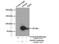 PFKM Rabbit anti-Human, Mouse, Rat, Polyclonal, Proteintech 150 &mu;L;