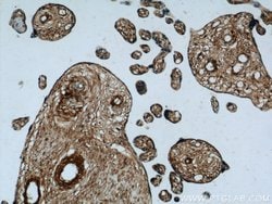 GFRA2 Rabbit anti-Human, Mouse, Polyclonal, Proteintech 150 &mu;L; Unconjugated:Antibodies,