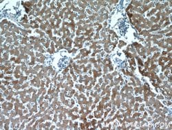 B3GALT6 Rabbit anti-Human, Mouse, Polyclonal, Proteintech 150 &mu;L; Unconjugated:Antibodies,