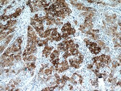 B3GALT6 Rabbit anti-Human, Mouse, Polyclonal, Proteintech 150 &mu;L; Unconjugated:Antibodies,