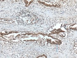 USP9X Rabbit anti-Human, Mouse, Rat, Polyclonal, Proteintech 150 &mu;L;