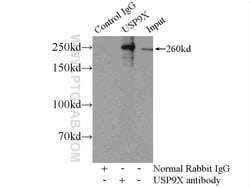 USP9X Rabbit anti-Human, Mouse, Rat, Polyclonal, Proteintech 150 &mu;L;