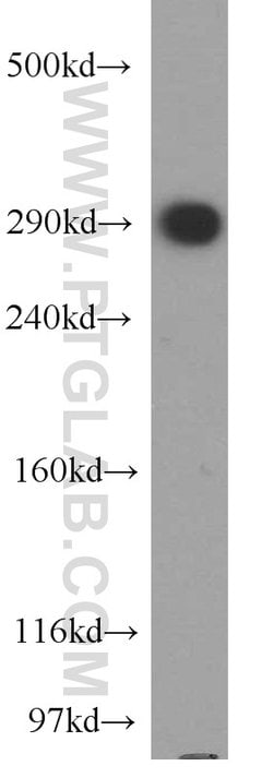 USP9X Rabbit anti-Human, Mouse, Rat, Polyclonal, Proteintech 150 &mu;L;