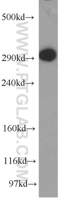 USP9X Rabbit anti-Human, Mouse, Rat, Polyclonal, Proteintech 150 &mu;L;