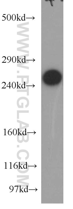 USP9X Rabbit anti-Human, Mouse, Rat, Polyclonal, Proteintech 150 &mu;L;