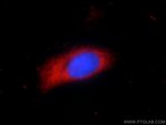 Thumbnail_PYCR2 Rabbit anti-Human, Polyclonal, Proteintech 150 &mu;L; Unconjugated:Antibodies