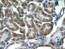 XYLT1 Rabbit anti-Human, Mouse, Rat, Polyclonal, Proteintech 150 &mu;L;