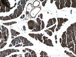 XYLT1 Rabbit anti-Human, Mouse, Rat, Polyclonal, Proteintech 150 &mu;L;