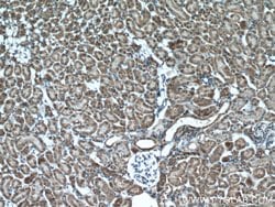 XYLT1 Rabbit anti-Human, Mouse, Rat, Polyclonal, Proteintech 150 &mu;L;