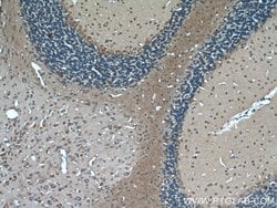 MTCO3 Rabbit anti-Human, Mouse, Rat, Polyclonal, Proteintech:Antibodies:Primary