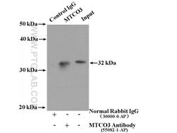 MTCO3 Rabbit anti-Human, Mouse, Rat, Polyclonal, Proteintech:Antibodies:Primary