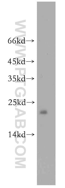 PRDX3 Rabbit anti-Human, Mouse, Rat, Polyclonal, Proteintech:Antibodies:Primary