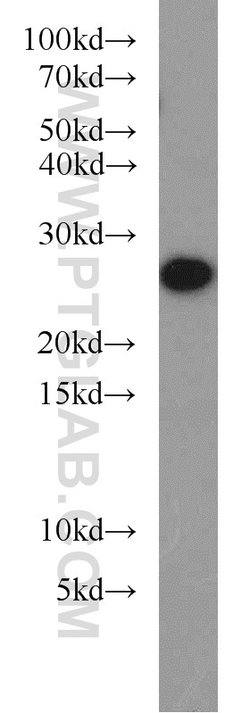 PRDX3 Rabbit anti-Human, Mouse, Rat, Polyclonal, Proteintech:Antibodies:Primary