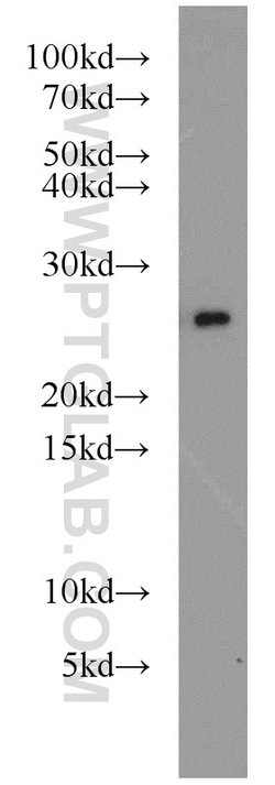 PRDX3 Rabbit anti-Human, Mouse, Rat, Polyclonal, Proteintech:Antibodies:Primary