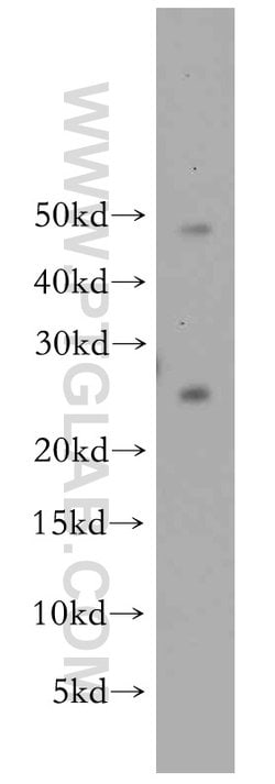 PRDX3 Rabbit anti-Human, Mouse, Rat, Polyclonal, Proteintech:Antibodies:Primary
