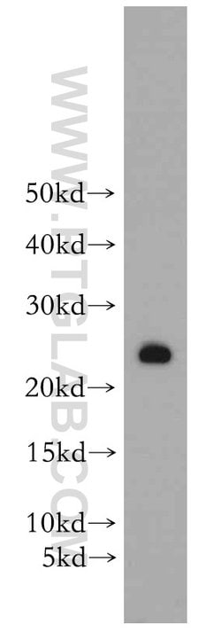PRDX3 Rabbit anti-Human, Mouse, Rat, Polyclonal, Proteintech:Antibodies:Primary