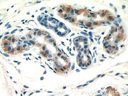 GDI2 Rabbit anti-Human, Polyclonal, Proteintech 150 &mu;L; Unconjugated:Antibodies,