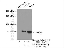 MEKK2 Rabbit anti-Human, Mouse, Rat, Polyclonal, Proteintech:Antibodies:Primary