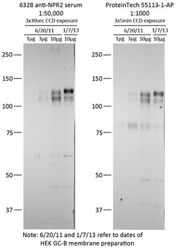 NPR2 Rabbit anti-Human, Mouse, Polyclonal, Proteintech:Antibodies:Primary