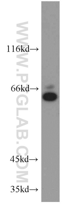Proteintech WEE2 Rabbit anti-Human, Polyclonal, Proteintech