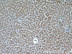 NUDT19 Rabbit anti-Human, Polyclonal, Proteintech 150 &mu;L; Unconjugated:Antibodies,