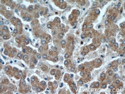 NUDT19 Rabbit anti-Human, Polyclonal, Proteintech 150 &mu;L; Unconjugated:Antibodies,