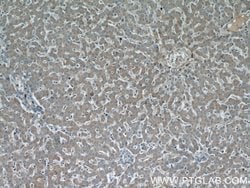NUDT19 Rabbit anti-Human, Polyclonal, Proteintech 150 &mu;L; Unconjugated:Antibodies,