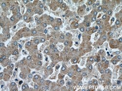 NUDT19 Rabbit anti-Human, Polyclonal, Proteintech 150 &mu;L; Unconjugated:Antibodies,