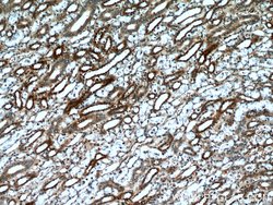 NUDT19 Rabbit anti-Human, Polyclonal, Proteintech 150 &mu;L; Unconjugated:Antibodies,