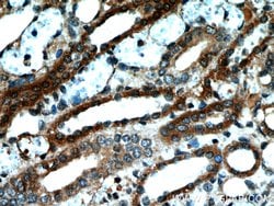 NUDT19 Rabbit anti-Human, Polyclonal, Proteintech 150 &mu;L; Unconjugated:Antibodies,