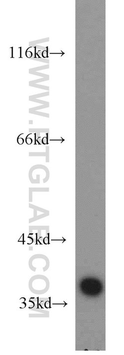 PPP1CB Rabbit anti-Human, Mouse, Rat, Polyclonal, Proteintech:Antibodies:Primary