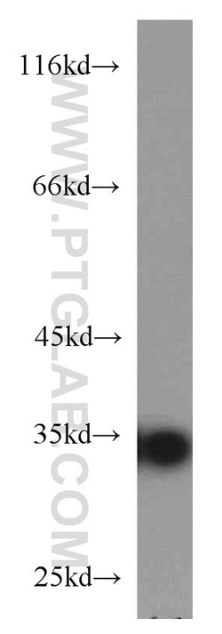 PPP1CB Rabbit anti-Human, Mouse, Rat, Polyclonal, Proteintech:Antibodies:Primary