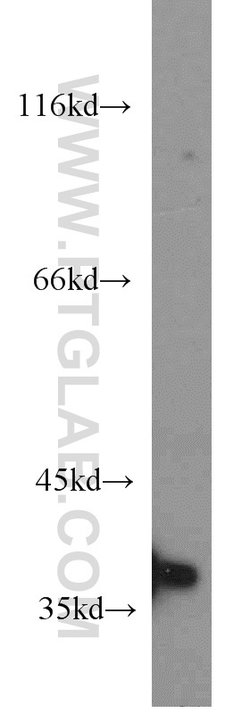 PPP1CB Rabbit anti-Human, Mouse, Rat, Polyclonal, Proteintech:Antibodies:Primary