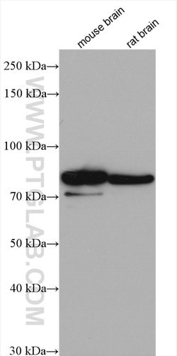 Proteintech IDUA Rabbit anti-Human, Mouse, Rat, Polyclonal, Proteintech