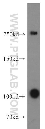 Thumbnail_TAF1L Rabbit anti-Human, Mouse, Polyclonal, Proteintech 20 &mu;L; Unconjugated:Anticuerpos