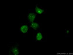 RCOR3 Rabbit anti-Human, Polyclonal, Proteintech 20 &mu;L; Unconjugated:Antibodies,
