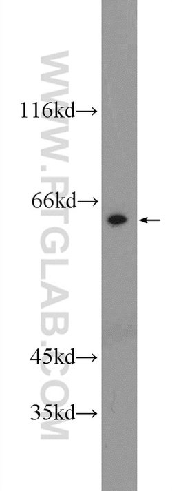 RCOR3 Rabbit anti-Human, Polyclonal, Proteintech 20 &mu;L; Unconjugated:Antibodies,