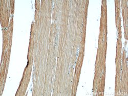 ATP1A2 Rabbit anti-Human, Mouse, Polyclonal, Proteintech:Antibodies:Primary
