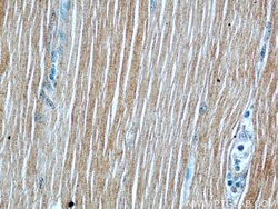 ATP1A2 Rabbit anti-Human, Mouse, Polyclonal, Proteintech:Antibodies:Primary