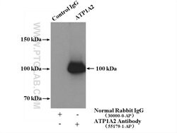 ATP1A2 Rabbit anti-Human, Mouse, Polyclonal, Proteintech:Antibodies:Primary