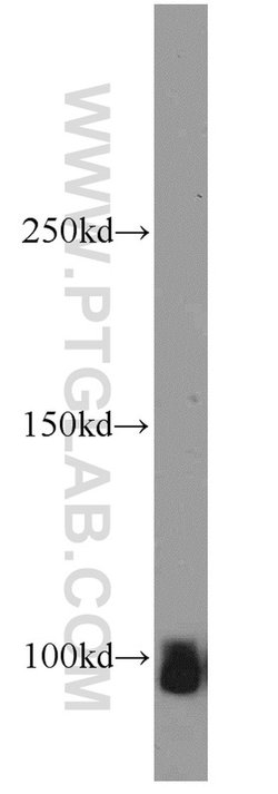 ATP1A2 Rabbit anti-Human, Mouse, Polyclonal, Proteintech:Antibodies:Primary