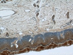 CPSF7 Rabbit anti-Human, Mouse, Rat, Polyclonal, Proteintech:Antibodies:Primary