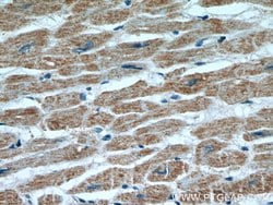 HCN1 Rabbit anti-Human, Mouse, Rat, Polyclonal, Proteintech 150 &mu;L | Buy Online | Proteintech Group Inc | Fisher Scientific