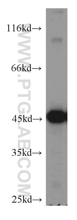 ENO1 Rabbit anti-Human, Mouse, Rat, Polyclonal, Proteintech:Antibodies:Primary