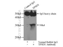 TPSD1 Rabbit anti-Human, Mouse, Polyclonal, Proteintech 150 &mu;L; Unconjugated:Antibodies,