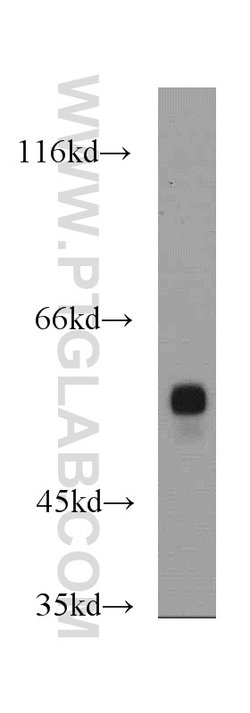 MAP4K2 Rabbit anti-Human, Mouse, Rat, Polyclonal, Proteintech:Antibodies:Primary